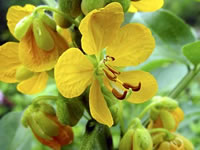 Cassia occidentalis 